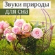 Музыка для Сна Звезда