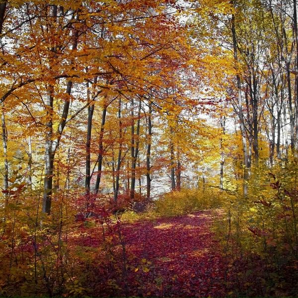 Sample Rain Library, Mother Nature Sound FX, Nature Sound Series - Gusts of Leaves