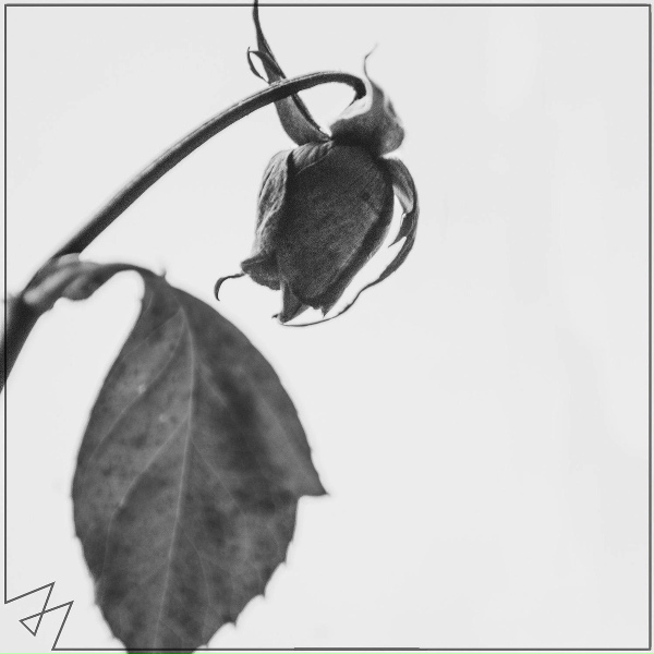 Madilyn Bailey - Bad Habits