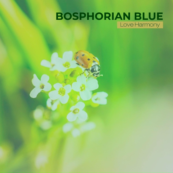 Bosphorian Blue - Grey Zone