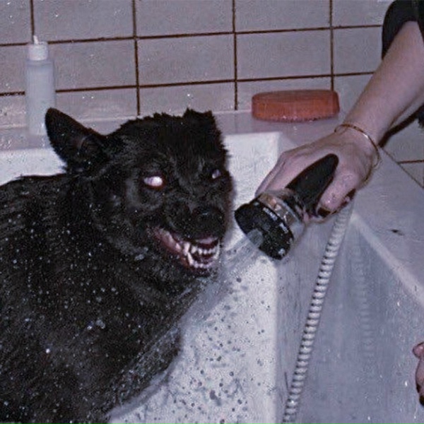 dog isle - paws