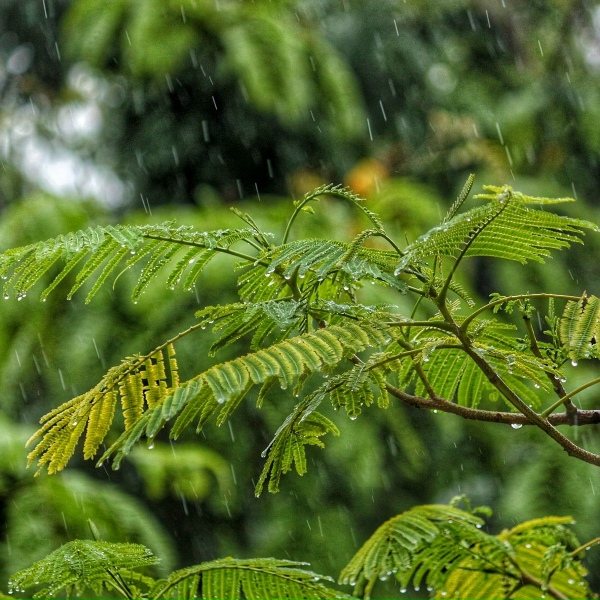 The Rainforest Collective, Yoga, Meditation Relaxation Club - Driving in the Rain