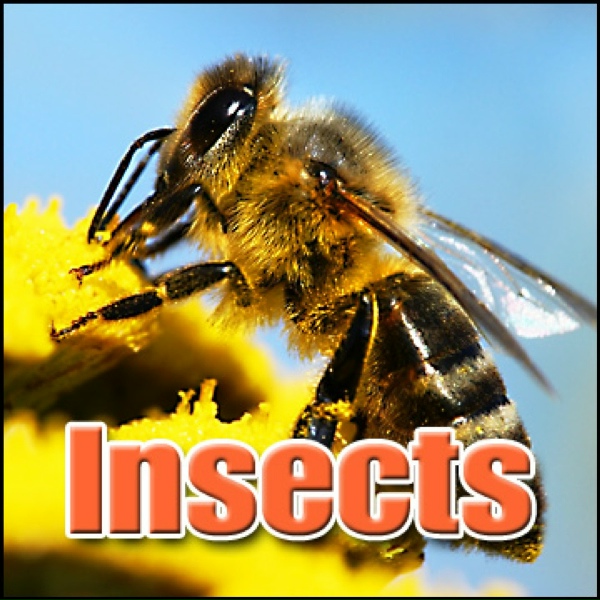 Sound Effects Library - Animal, Bee - Single Bee Buzzing in Jar, Insect, Insects