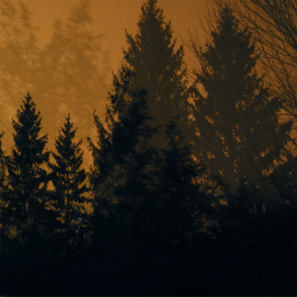 If These Trees Could Talk - Terra Incognita