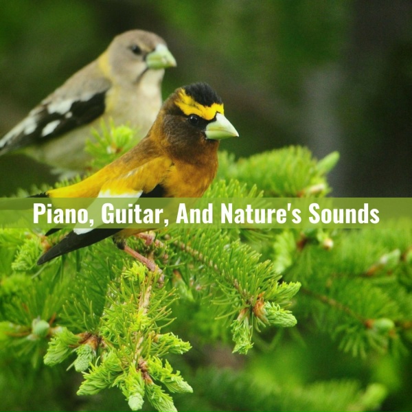 symphony orchestra sound of nature - Improved Focus