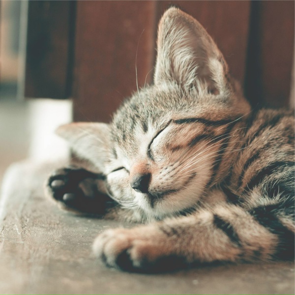 Cat Music, Music For Cats Peace, RelaxMyCat - Calm Down
