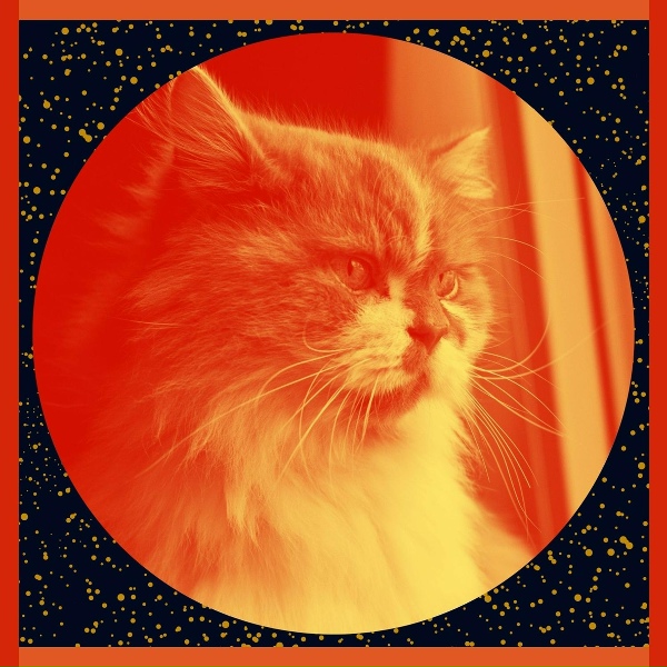 ослепительный Кошачья музыка - Мечты (Милые кошки)