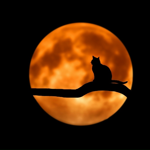 Musica Relajante, Spa Music, Music for Reading - Soft Chords