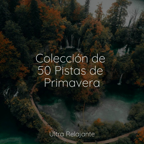 Piano Suave Relajante, Sonido Del Bosque y Naturaleza, Musica Para Dormir Profundamente - Desvanecimiento