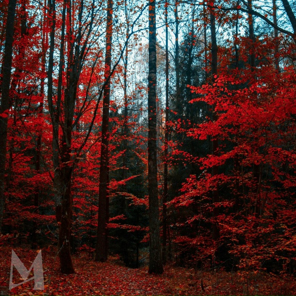 Madilyn Bailey - Lose Control