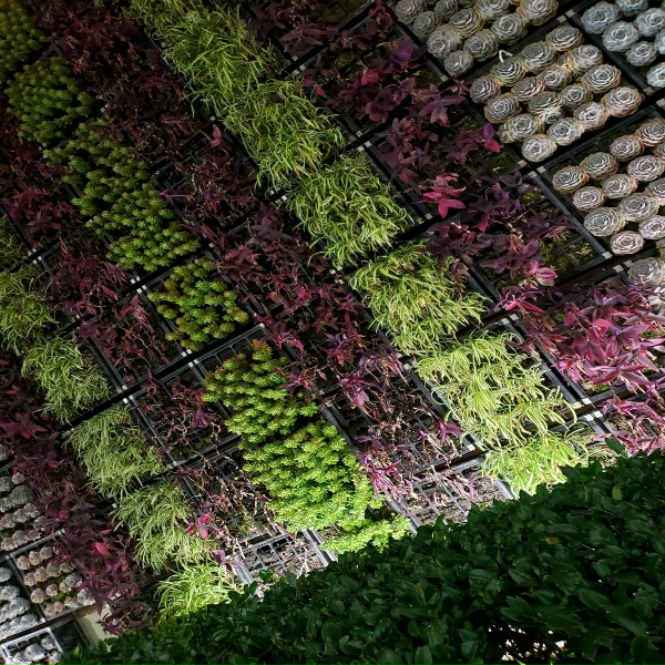 Mountain Gardener - All Done