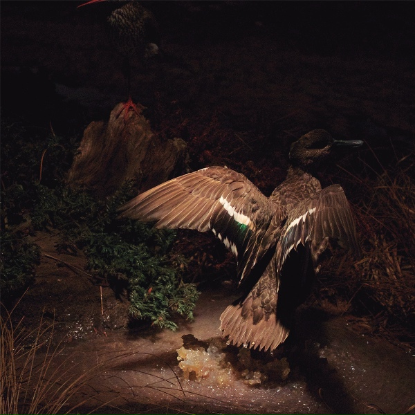 By The Waterhole - Shake It