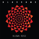 Blossoms - Blown Rose