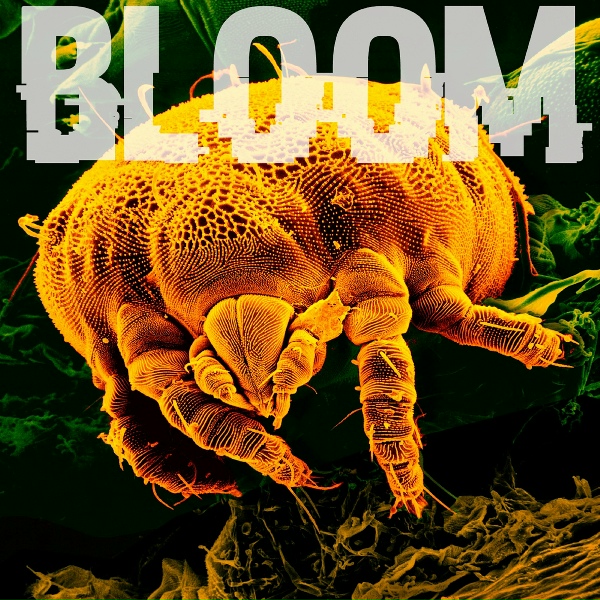 Bloom - Clinker Bell