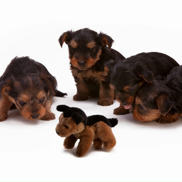 Calming Music for Dogs, Music for Pets Library, Calm Doggy