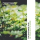 The Distance, Igi - In Your White Noise (Original Mix) (Original Mix)
