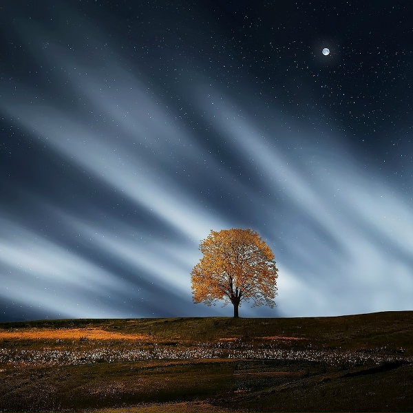 Serenity Spa Music Relaxation, Massage Music, Nature Sounds Nature Music - Flowers in Bloom