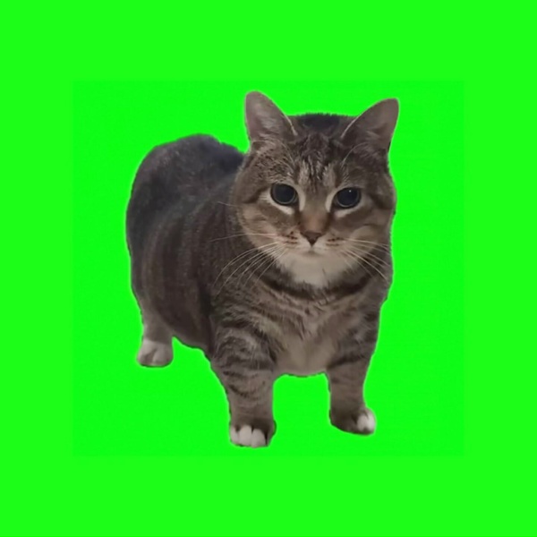 W&W - OIIA OIIA (Spinning Cat)