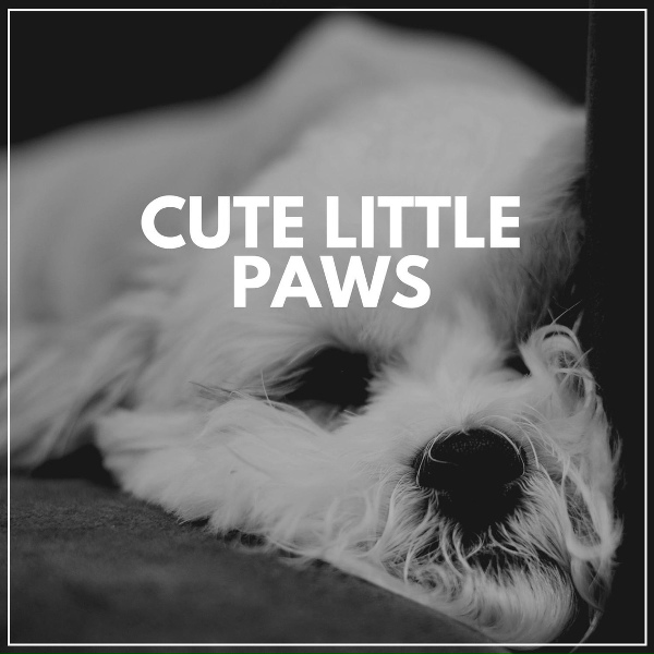 Dog Sleep Academy - Ultimate Chill Music for Your Dog, Pt. 18