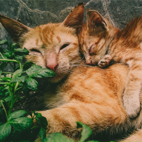 Music For Cats TA, Cats Music Zone, Music for Cats Deluxe - Tranquility