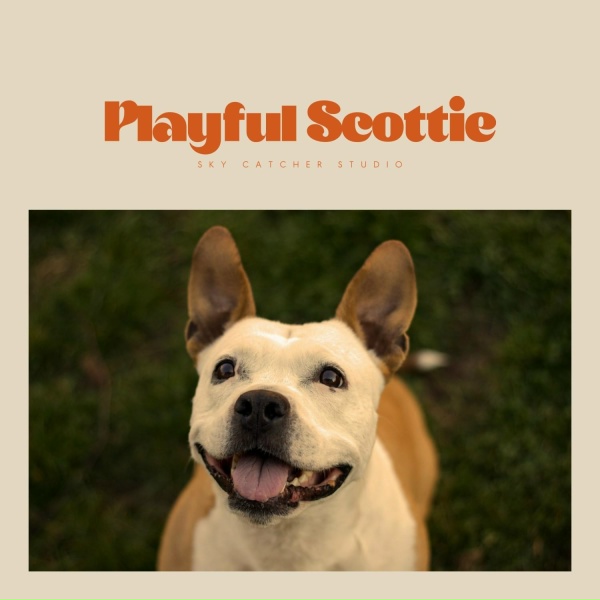 Relaxing Dogs - Solar Tide