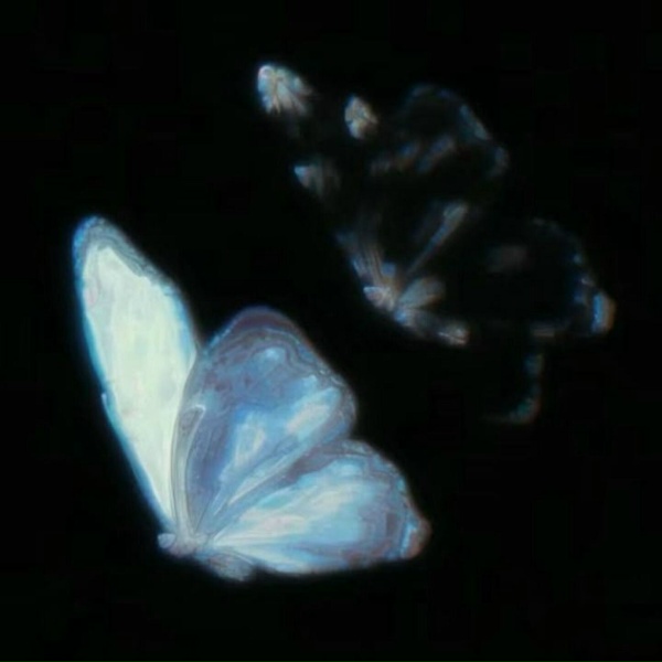 AkiraDoves, 5hy - disease