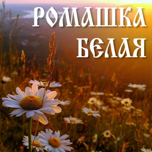 АРТ-ГРУППА LARGO - Ромашка белая