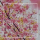 Z8phyR - Dreaming of Spring