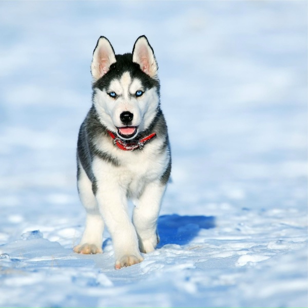Calm Doggy, Dog Music Club, Music for Dogs Collective