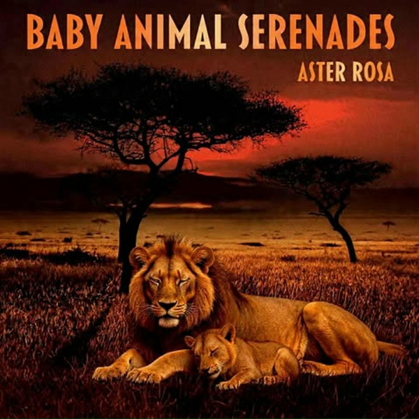 Aster Rosa - Baby Dolphin