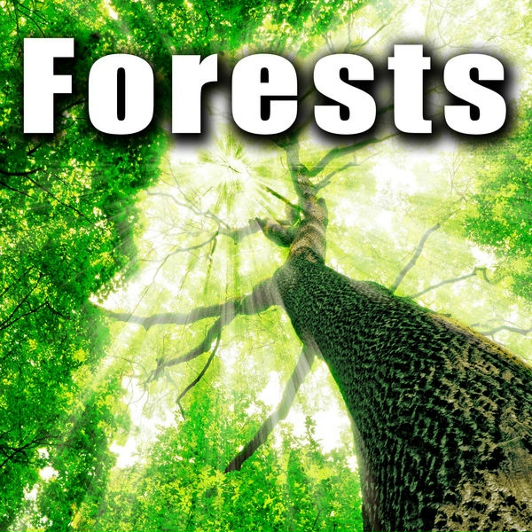 Sound Ideas - Early Morning Forest Ambience with Plenty of Birds