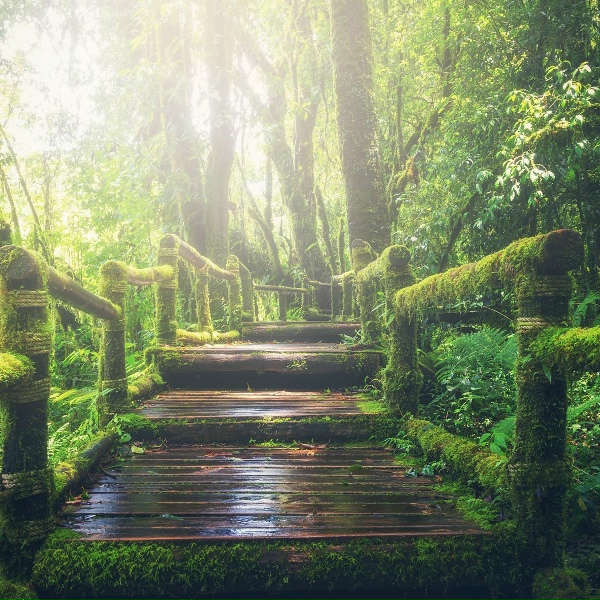 Nature Sounds, Breathe, Deep Sleep FX - Complete Awareness