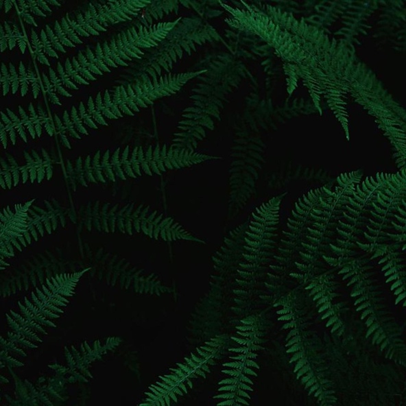Roberto Kan - Plain