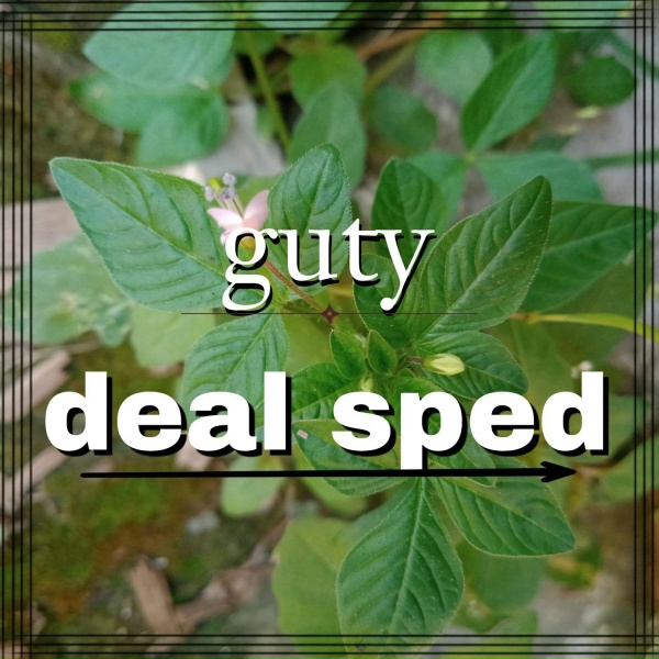 guty - deal car sped get