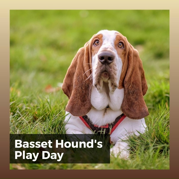 Pet Care Music Therapy - My Dearest Pet's Favorite Track
