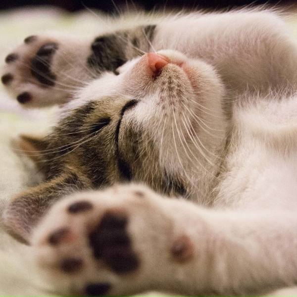 Baby Sleep Music, Sleep Makers Samples, Yoga Music - Doorway to Nirvana