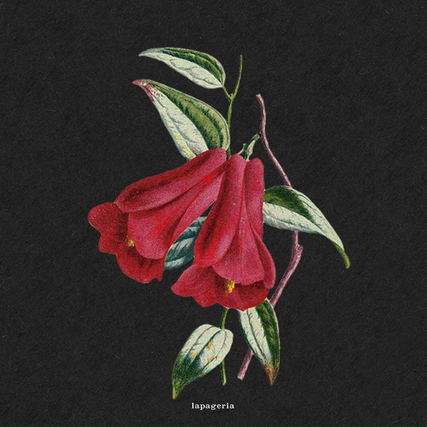 boy pablo - Flowers
