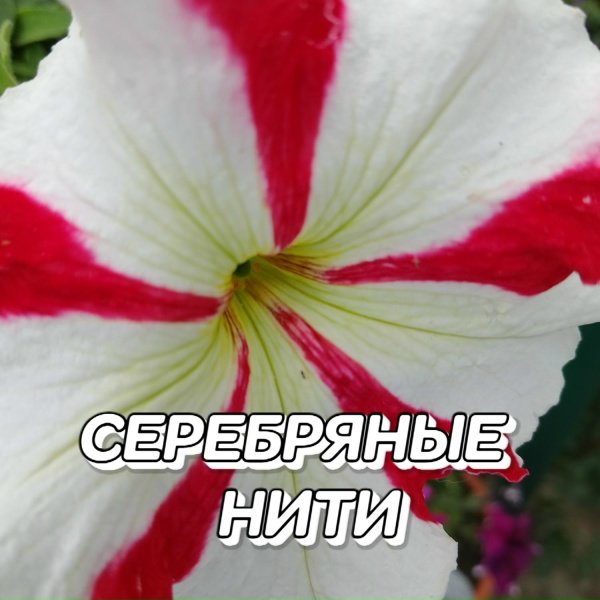 Сергей Грищук - Серебряные нити