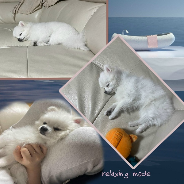 Relaxing Mode - Soothing Music After Sleeping For A Doggy