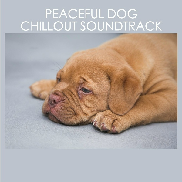 Dog Chillout Zone - Pet Ambience