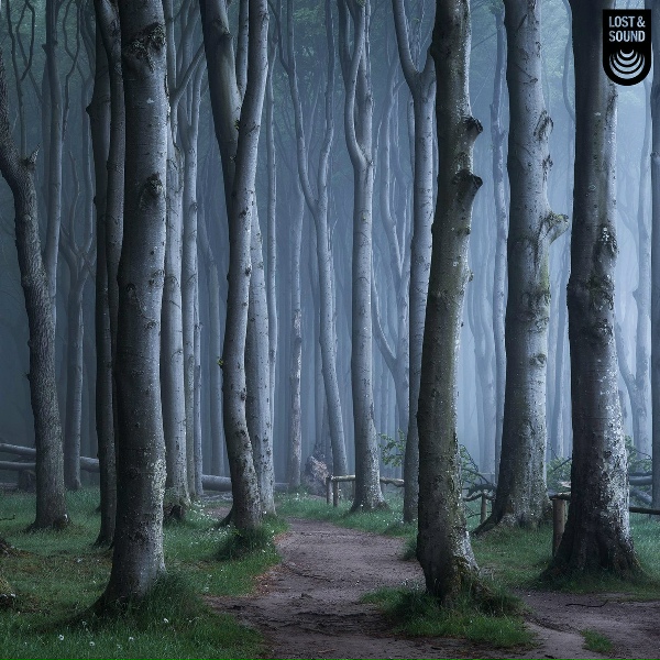 Lost & Sound - Windy Trees at Night