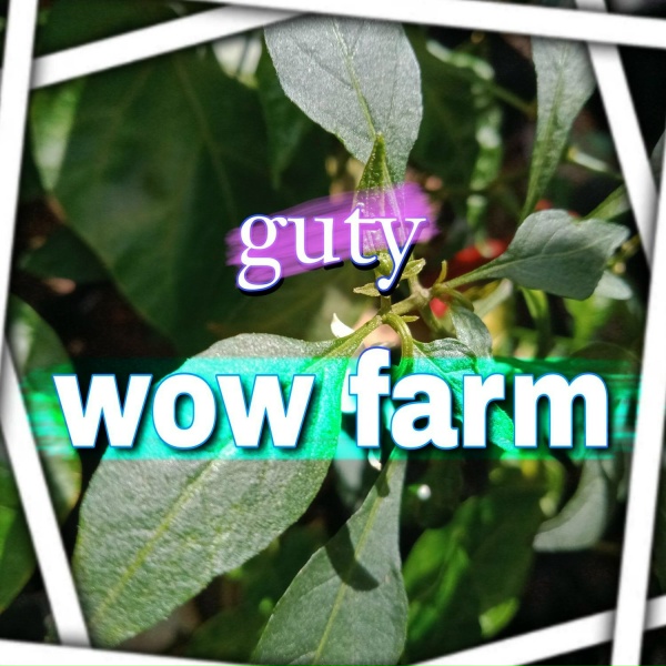 guty - wow car farm detail