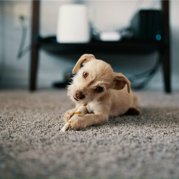 Music For Dogs, Calming Music for Dogs - By a Campfire