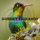 Gordey Tsukanov - Hummingbird