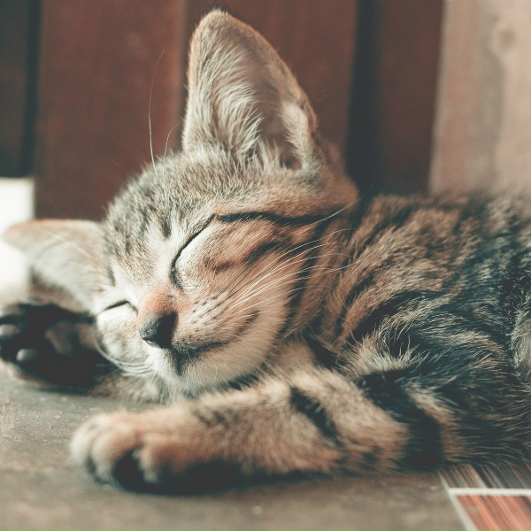 Deep Sleep Relaxation, The Sleep Helpers, Pro Sounds of Nature - Sleep