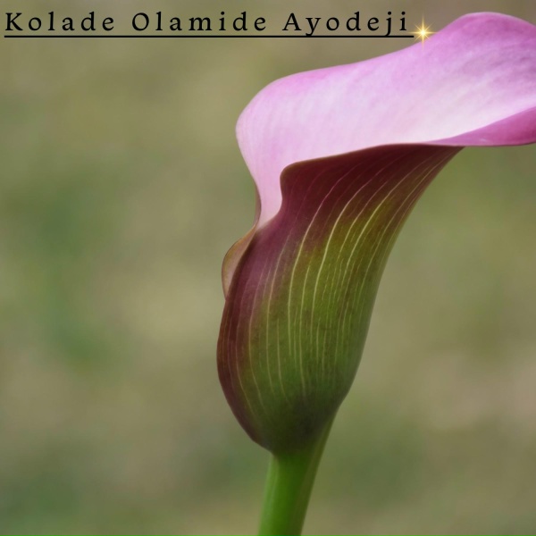 Kolade Olamide Ayodeji - Turn It Up