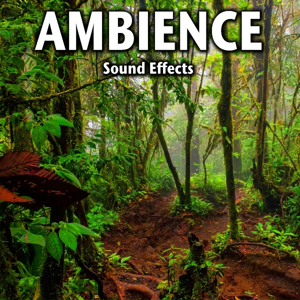 Sound Ideas - Active Birds in Park After Rain Storm with Traffic in Background
