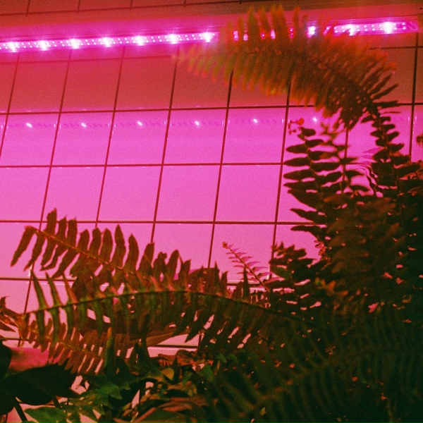 фарфоровые коты - Miami