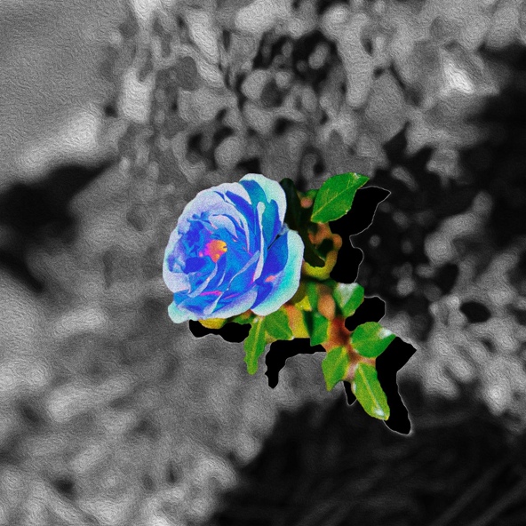 SoMo - Blue Rose
