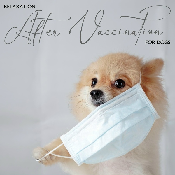 Calm Pets Music Academy - Feel Secure